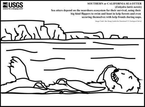 Southern Sea Otter Coloring Page